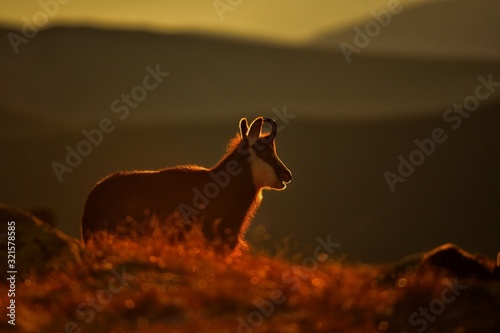 Tatra chamois ( rupicapra rupicapra tatrica ), in the morning backlight ,  taken in national park Low Tatras Slovakia
