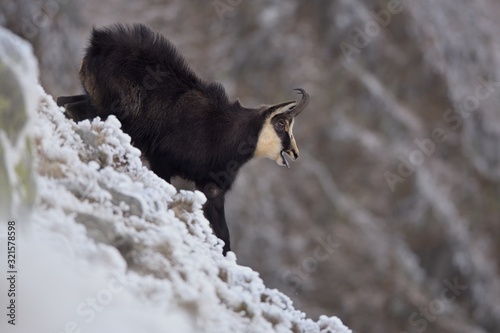 Tatra chamois ( rupicapra rupicapra tatrica ), rutting season , snowy environment,  taken in national park Low Tatras Slovakia