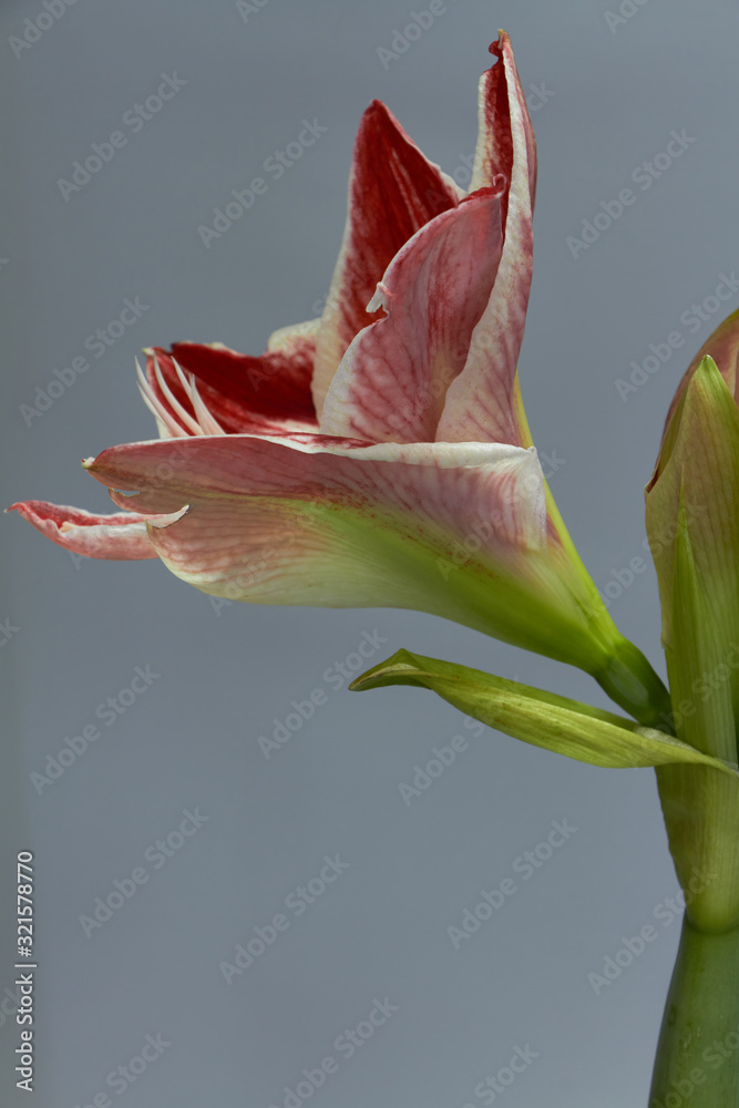 Fototapeta premium Red-white hippeastrum flower isolate on a light gray background, greeting card or concept