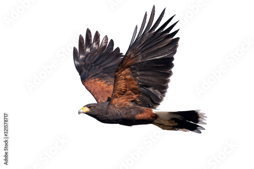 Harris hawk in flight photo