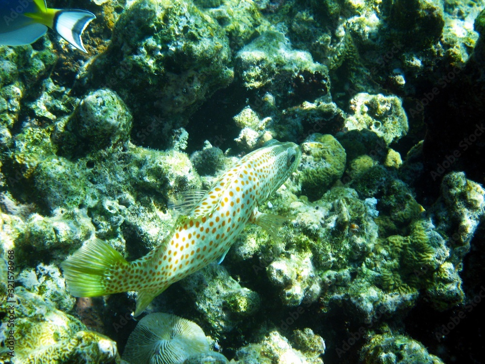 fish in aquarium fish in aquarium