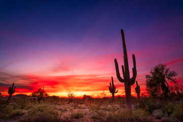 Fototapete Arizona Saguaro Kaktus bei Wüstensonnenuntergang Arizona  © JSirlin