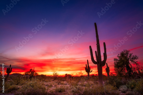Arizona desert landscape with Saguaro cactus at sunset © JSirlin