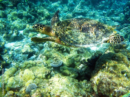 Underwater photography, fish, turtles, sharks in the Maldives © Евгения Щекотурова