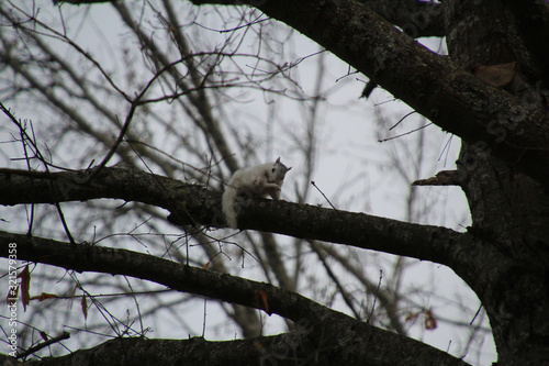 White Squirrel Grooming