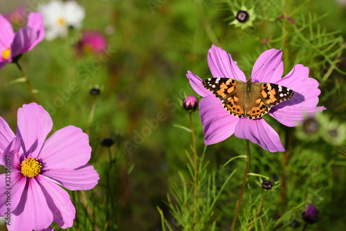 Close-up of a colorful bright flower meadow in summer with a colored butterfly looking for nectar.