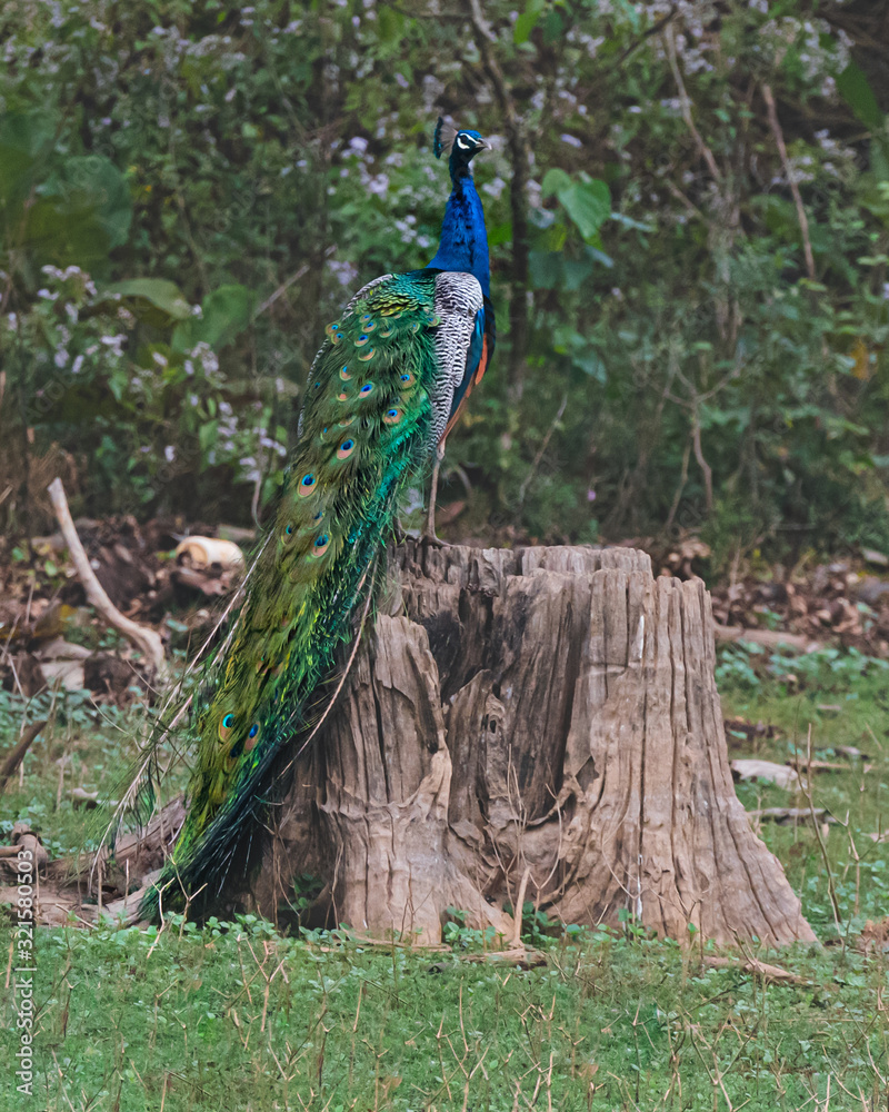 Obraz premium Peacock - 1 