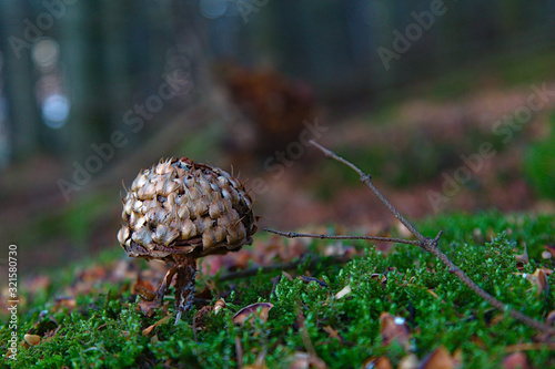 Mushroom shaped pine cone on a bed of moss in the woods. Green moss foreground with blurred brown, green and grey background.