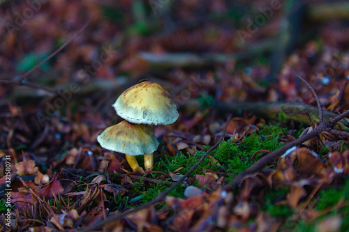Couple of yellow mushrooms on the forest ground with green moss, brown leaves and small branches.
