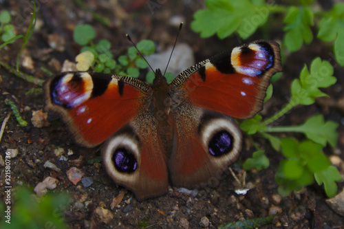 Butterfly with open wings on the ground in the garden. Brown, red, purple and cream and green colors