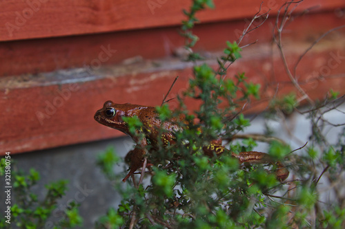 Brown frog in the garden climbing a bush of thyme. Soft redish brown and grey background with green soft foreground
