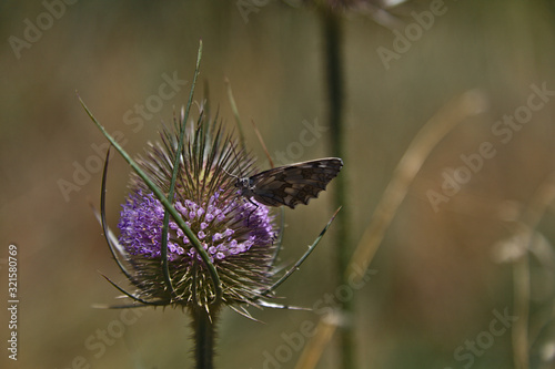 Butterfly on a Mediterranean purple and green flower with blurry light green and brown background