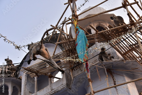 インドのラジャスタン州のプシュカル　街に出没する野性のハマヌーン・ラングールの家族　建物を工事中のインドの足場