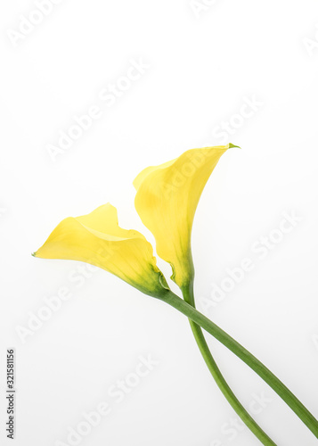 Deep-throated yellow calla lilies lay diagonally on a light table for a vertical background in the studio photo