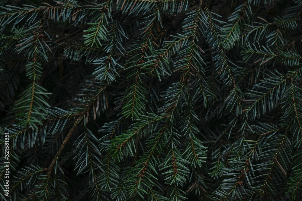 Green prickly branches of fur or pine. Fir branches close up.