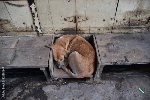 インドのラジャスタン州　朝のプシュカル　開店前のお店の前で眠る野良犬　軒先のくぼみに丸まる可愛い姿