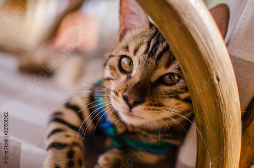 Mirada profunda, Gato de Bengala