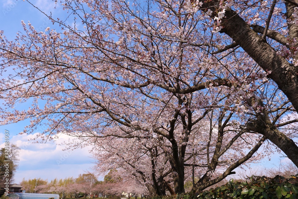 花 さくら 青空 いやし 風景 茨城 花 さくら 青空 いやし 風景 茨城