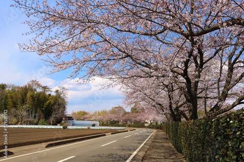 桜並木　道　風景　田舎　公園　茨城
