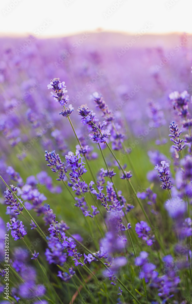Fototapeta premium Beautiful Violet Lavender Field Agriculture