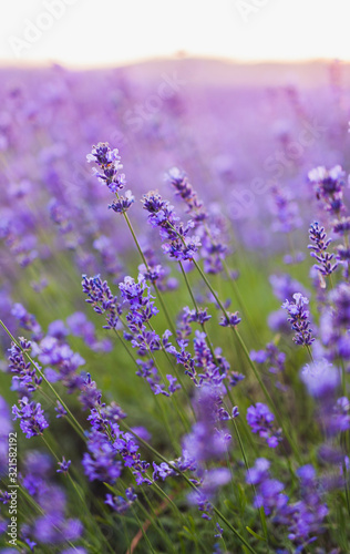 Beautiful Violet Lavender Field Agriculture