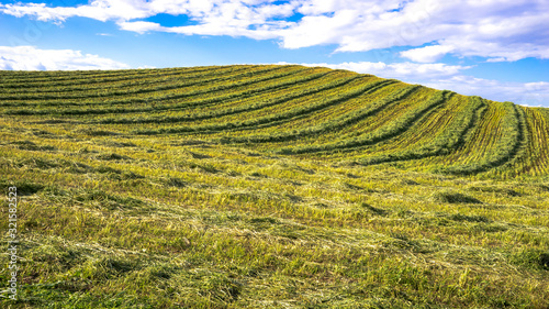 Farm field with swathed hay