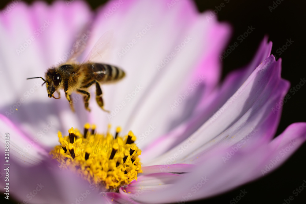 Close-up of a bright meadow flower in summer with a bee just flying away from the flower and rising in flight Close-up of a bright meadow flower in summer with a bee just flying away from the flower and rising in flight