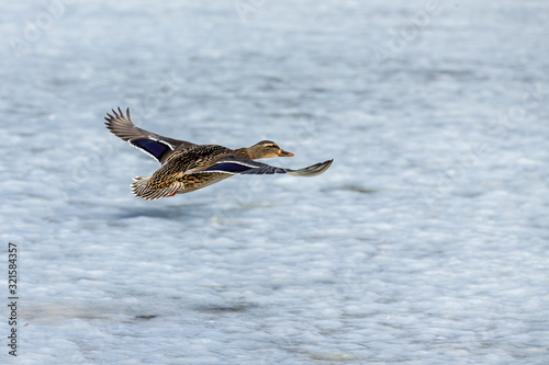 Duck. Mallard duck, male on the river. Natural scene from Wisconsin. © karel