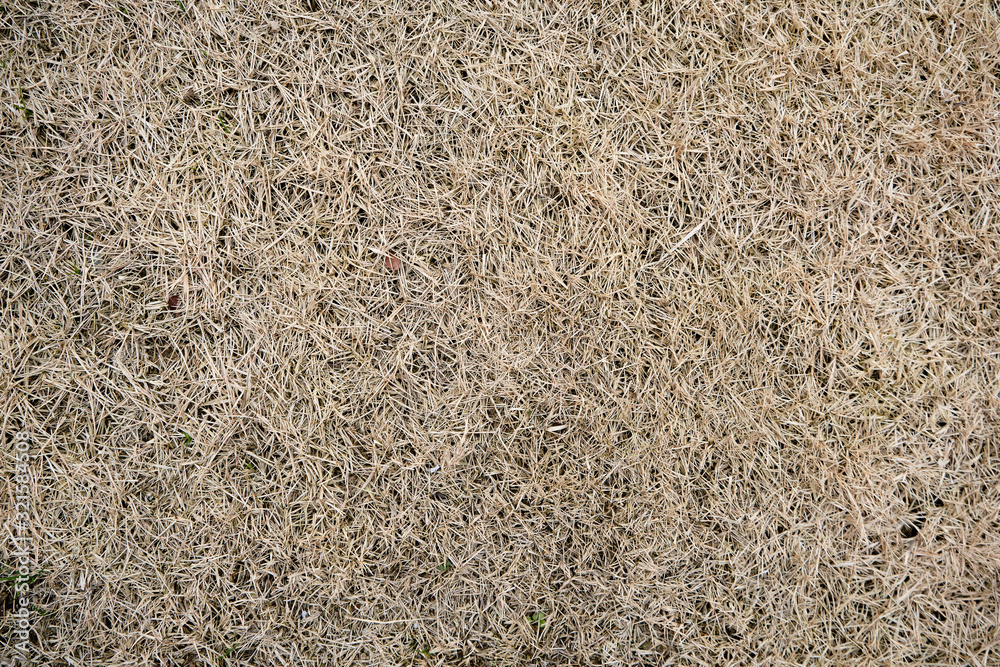 Dry Dead Grass Background Texture Dry Dead Grass Background Texture