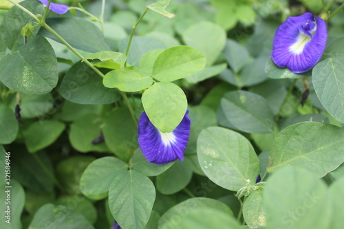 Blue violet with green leaves in the city park