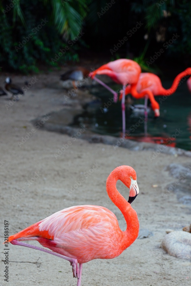 A pink flamingo bird with a long neck A pink flamingo bird with a long neck