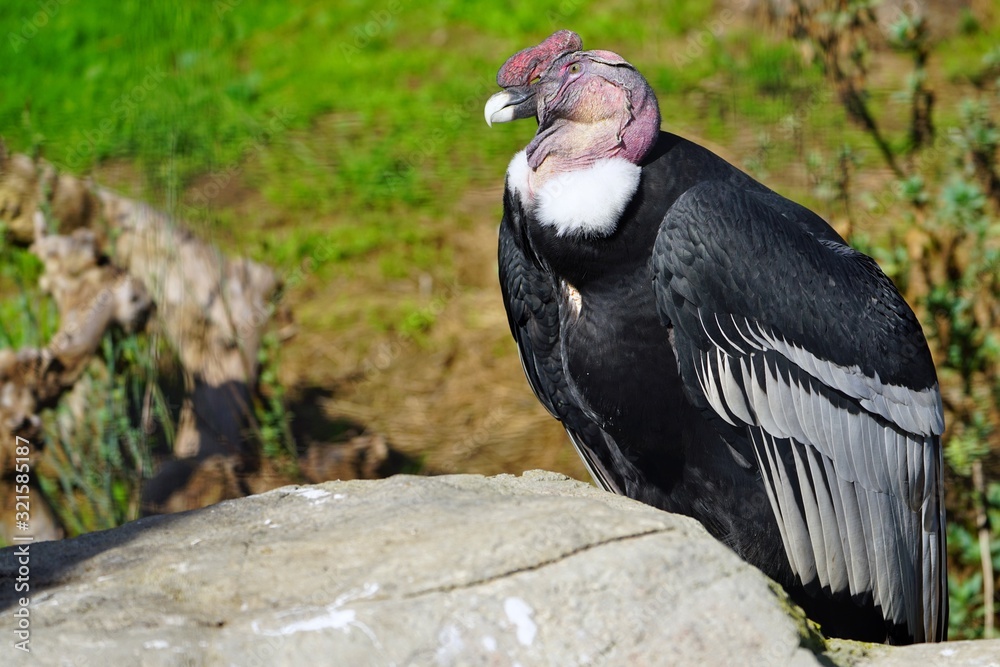 Obraz premium View of an Andean condor (vultur gryphus)