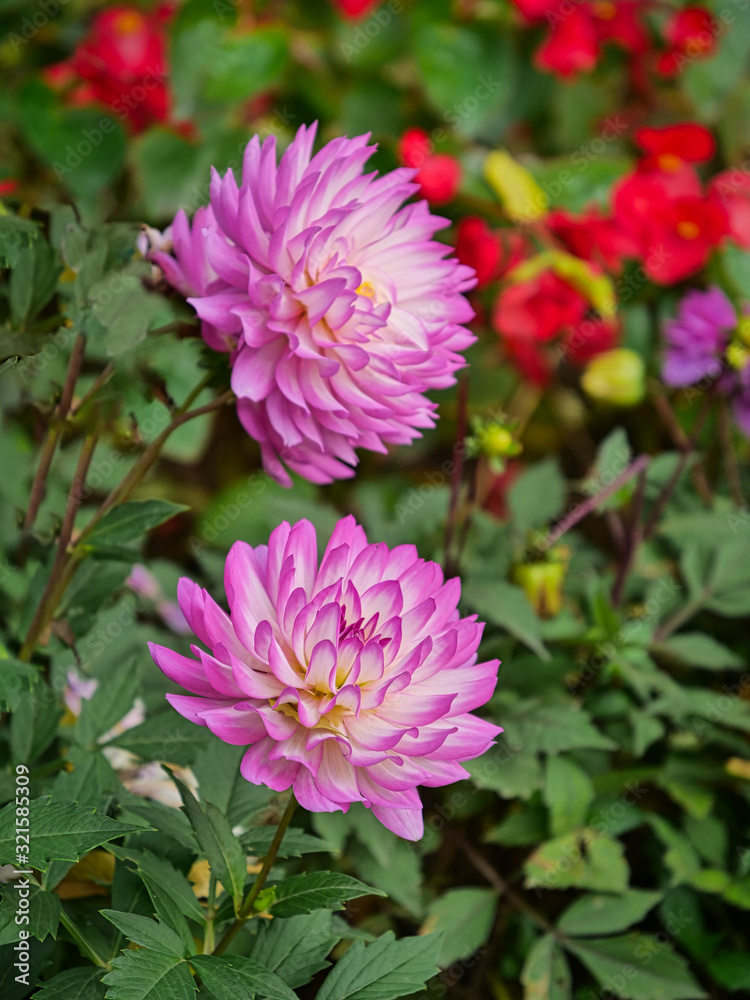 Beautiful blooming dahlias Beautiful blooming dahlias