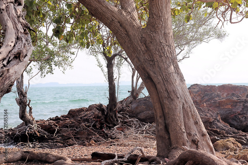 Beautiful coastal tree standing tall at the ocean