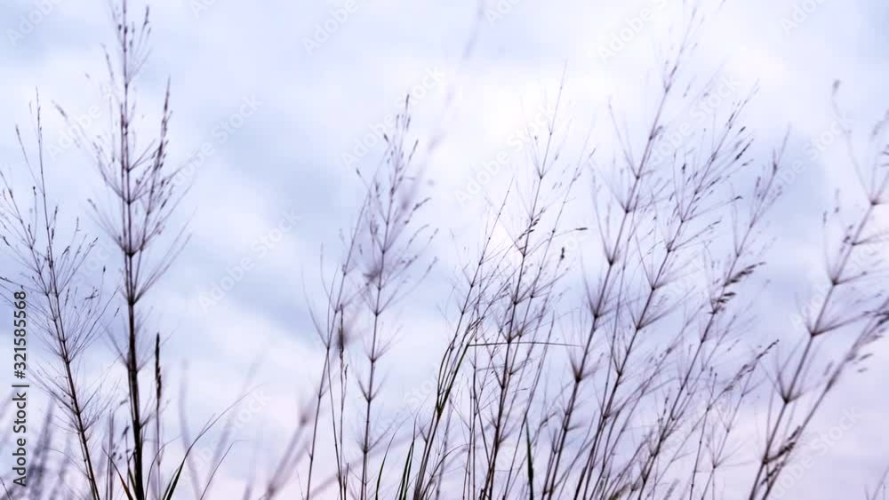 Bunch of delicate weed stems moving in the wind in front of a cloudy sky Bunch of delicate weed stems moving in the wind in front of a cloudy sky