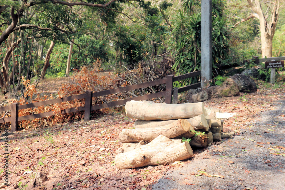 Green teak wood cuttings with tropical forest background