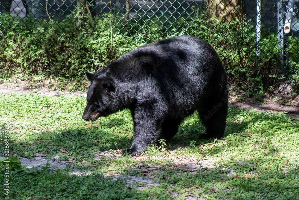 Black bear Black bear