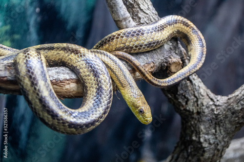 Yellow rat snake