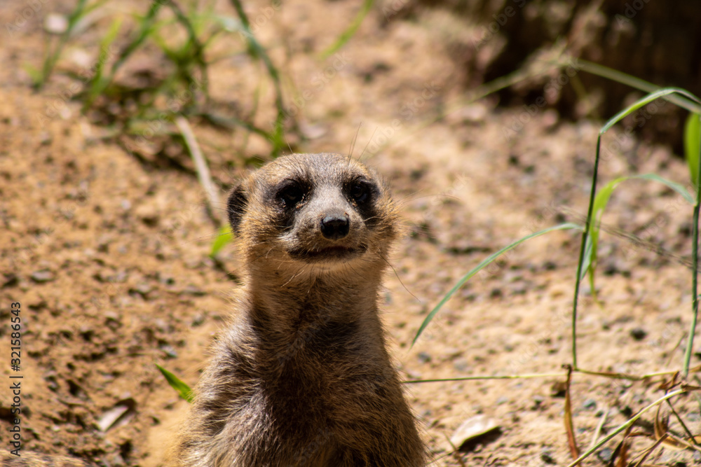 Fototapeta premium Meerkat