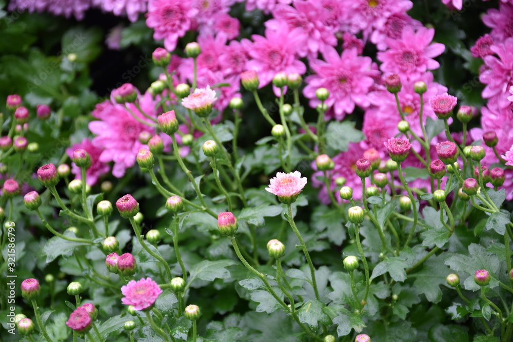 Various colorful chrysanthemum blooming in the flower garden.