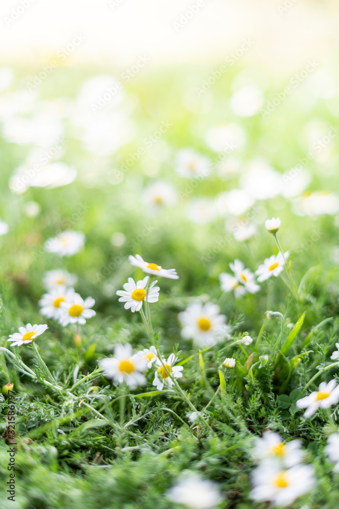 Field of white daisy flowers