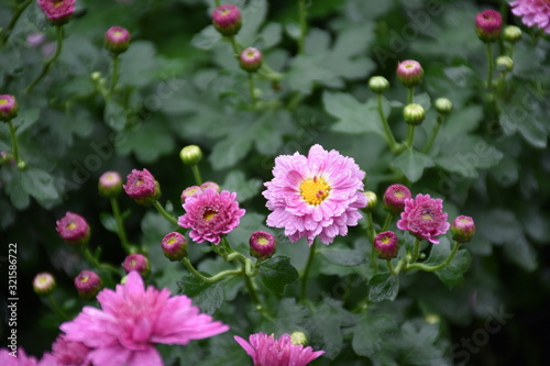 Various colorful chrysanthemum blooming in the flower garden.