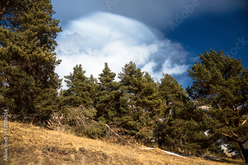 Trees in mountains. Landscape and nature of the North Caucasus