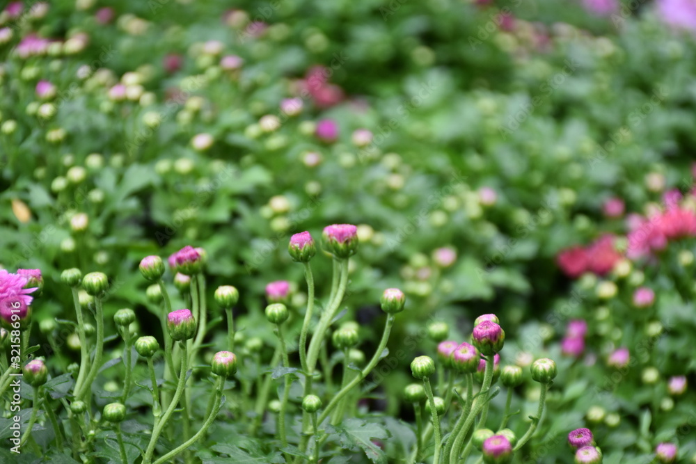 Various colorful chrysanthemum blooming in the flower garden.