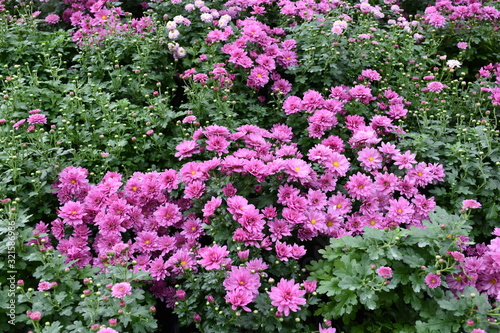 Fototapeta Naklejka Na Ścianę i Meble -  Various colorful chrysanthemum blooming in the flower garden.