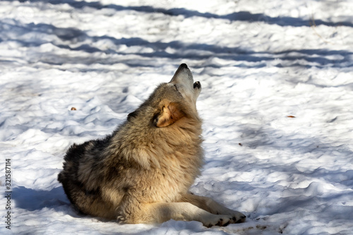  Grey wolf (Canis lupus)  also known in north America as Timber wolf in winter. © Denny