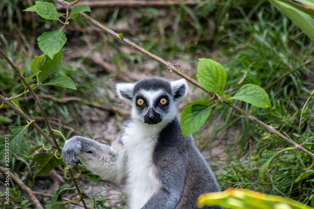 Obraz premium Ring tailed lemue