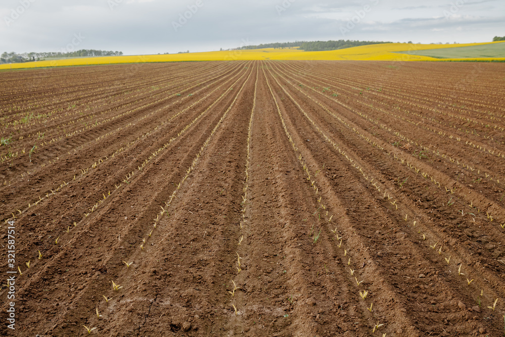 Agricultural Growth -Various Fields - Agriculture Farming Field Agricultural Growth -Various Fields - Agriculture Farming Field