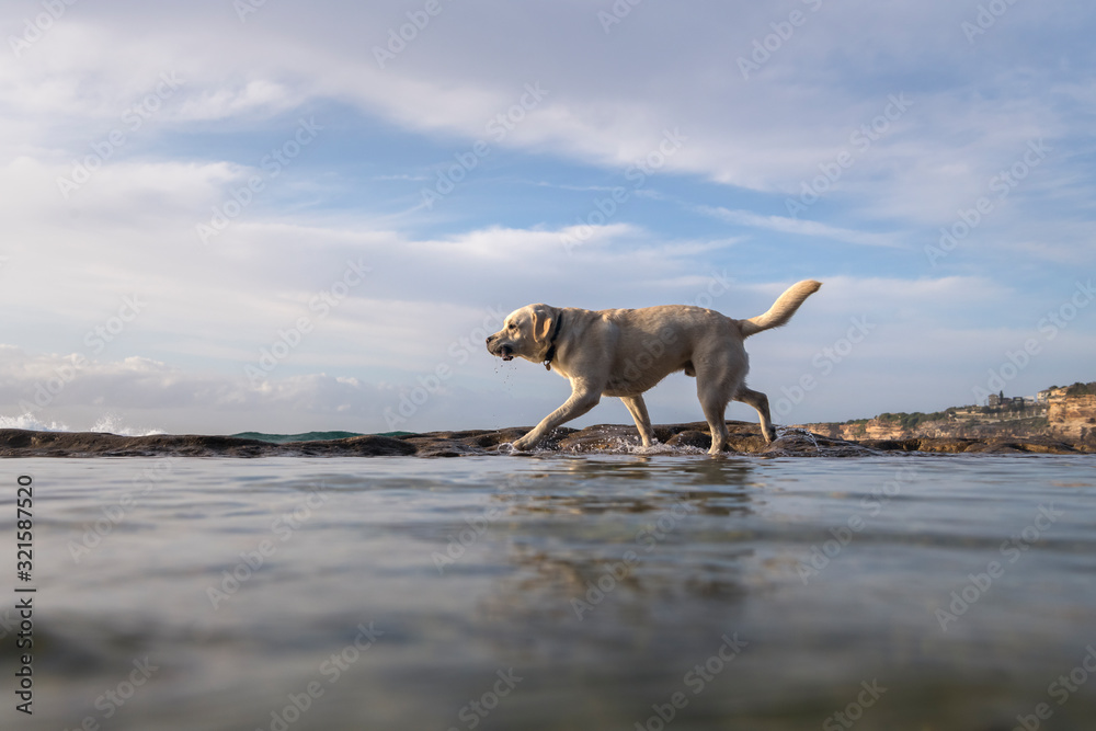 Playful dog by the sea, Sydney Australia