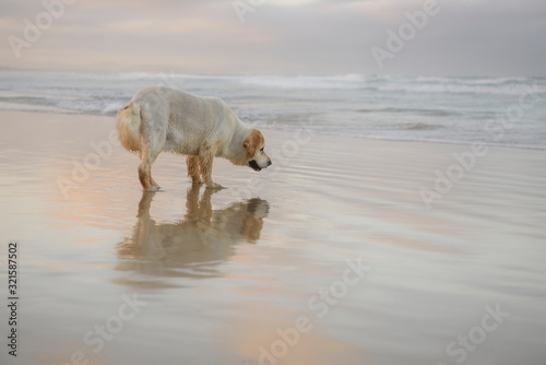 Fototapeta Naklejka Na Ścianę i Meble -  Playful dog by the sea, Sydney Australia